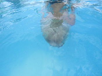 High angle view of woman swimming in pool