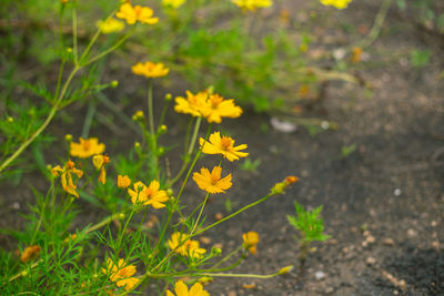 Close-up of yellow flowering plant on land