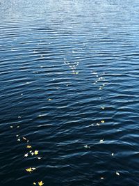 Full frame shot of swimming in lake