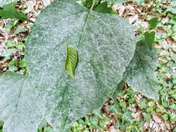 Close-up of green leaves