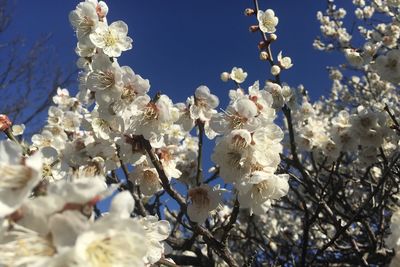 Low angle view of cherry blossoms against sky