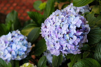 Close-up of purple hydrangea blooming outdoors