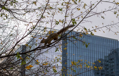 Low angle view of bird perching on tree against sky