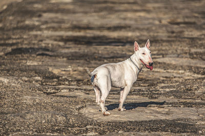 Dog standing