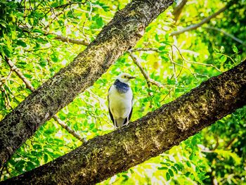 Low angle view of bird perching on tree