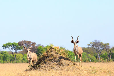 Deer on field against sky