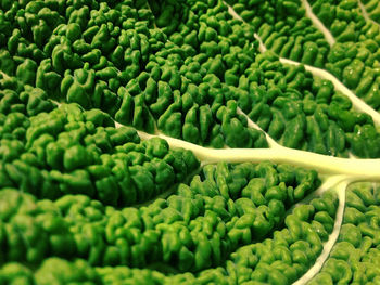 Close-up of savoy cabbage leaf