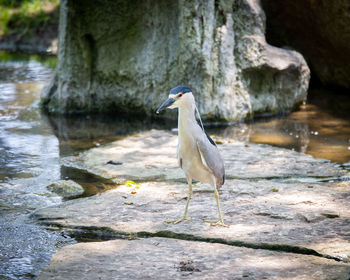 Bird perching on rock by lake