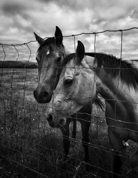 Horses standing on field against cloudy sky