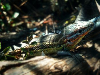 Psammodromus algirus endemic to western europe and northwestern africa.