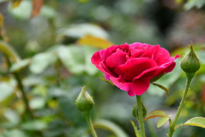 Close-up of pink rose