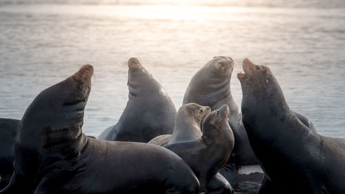 Sea lions on shore