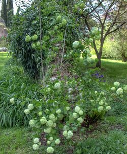 Flowers growing in park