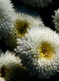 Close-up of wet flowering plant