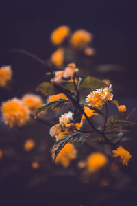 Close-up of flowers against blurred background