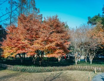 Trees in park during autumn