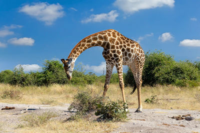 View of giraffe on land against sky