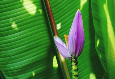 Close-up of purple flowering plant