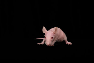 black background