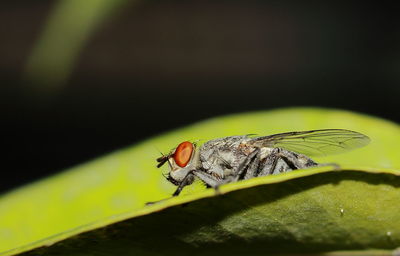 Close-up of fly on leaf