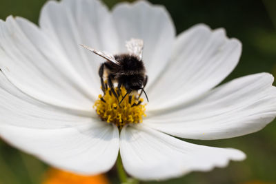 Close-up of bee pollinating on flower