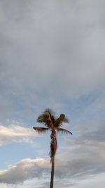 Low angle view of palm tree against sky