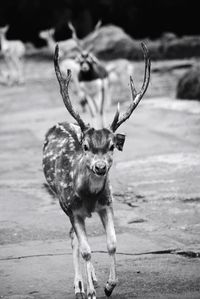 Portrait of deer standing outdoors