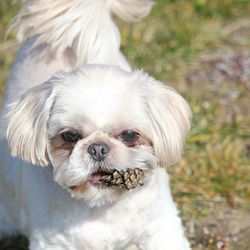 Portrait of dog