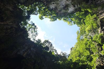 Low angle view of trees against sky