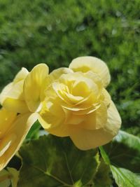 Close-up of yellow flower blooming outdoors