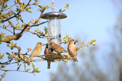 Low angle view of birds perching on tree