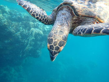 High angle view of turtle swimming in sea