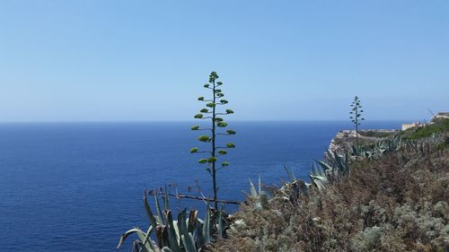 Plants growing by sea against clear blue sky