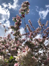 Close-up of cherry blossoms against sky