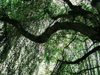 Low angle view of trees in forest