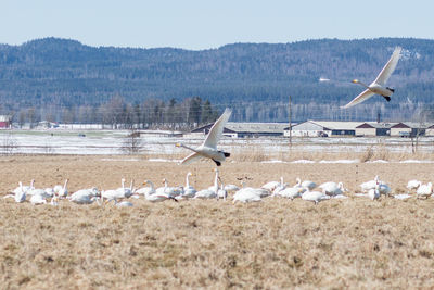 Seagulls flying above land