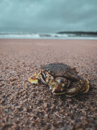 Close-up of crab on beach