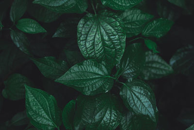 Full frame shot of leaves