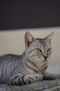 Close-up of a cat resting