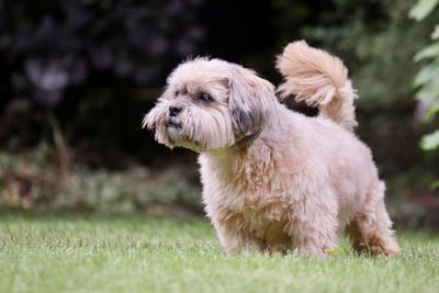 Close-up of a dog on lsen