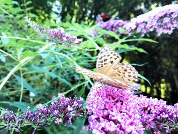 Close-up of butterfly pollinating on purple flowers