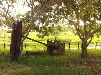 Trees on grassy field