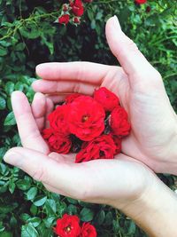 Close-up of hand holding red rose