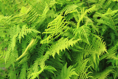 Close-up of fern leaves