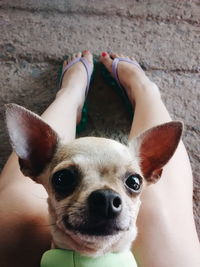 Portrait of dog with mouth