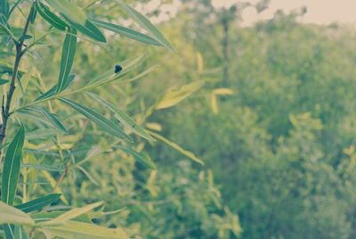 Plants growing on a tree