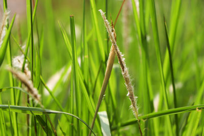 Imperata leaves accompanied by cotton flowers.