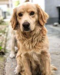 Close-up portrait of a dog