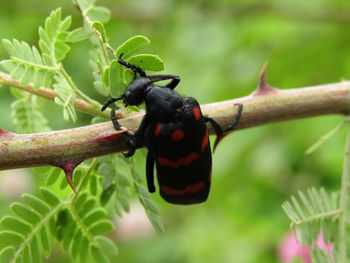 Close-up of black bug on plant