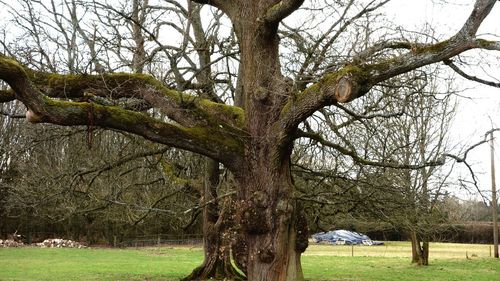 View of bare tree in field